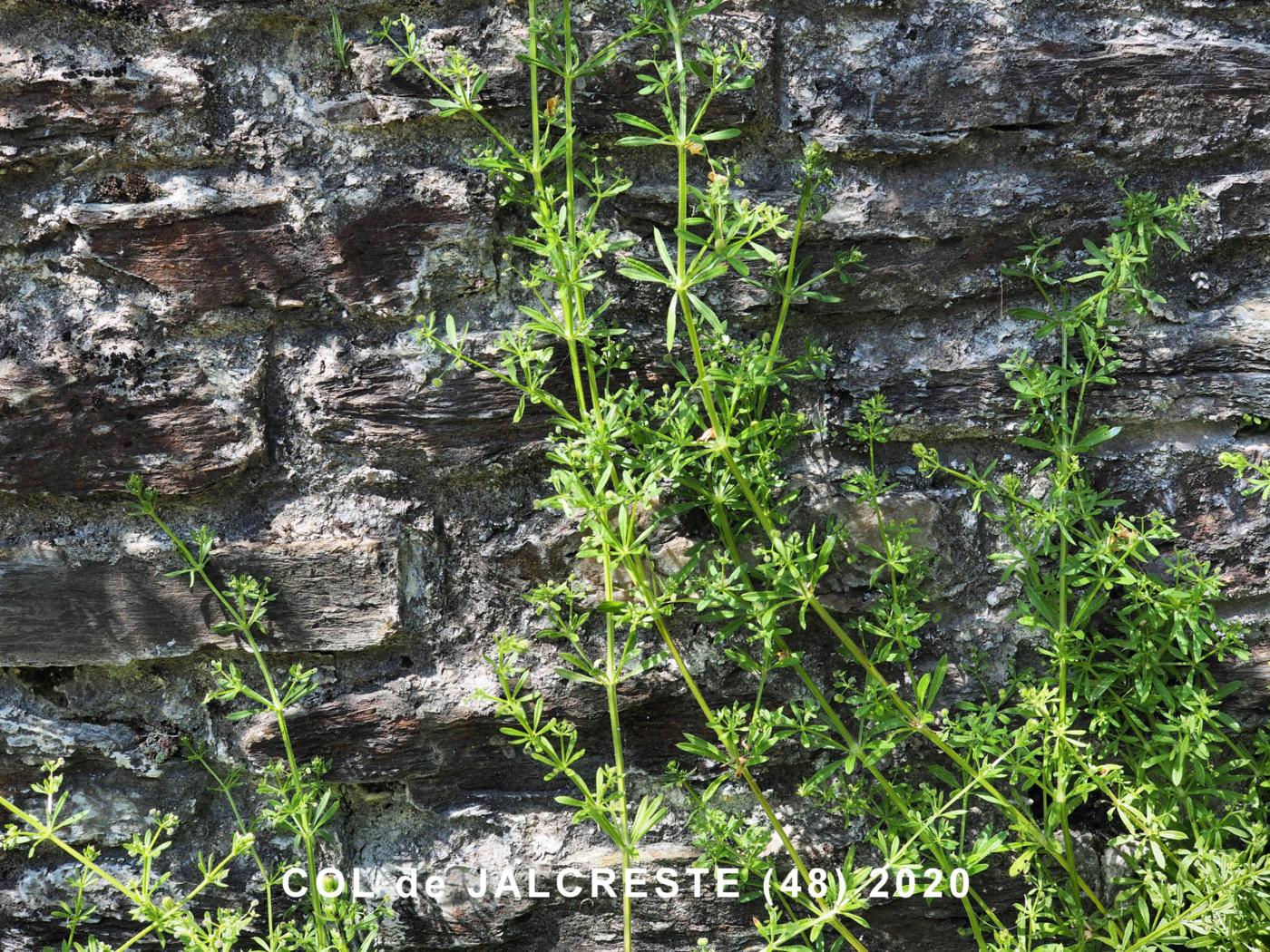 Goose Grass plant